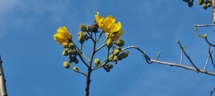 Cochlospermum vitifolium