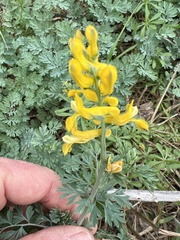 Corydalis aurea