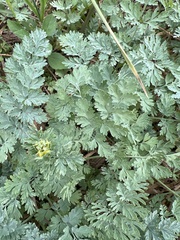 Corydalis aurea