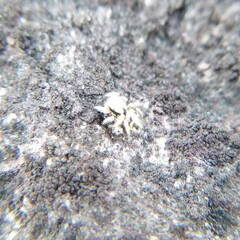 Habronattus coecatus