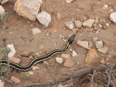 Thamnophis cyrtopsis cyrtopsis