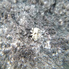 Habronattus coecatus