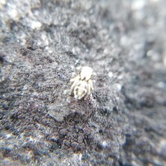 Habronattus coecatus