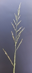 Eragrostis plana