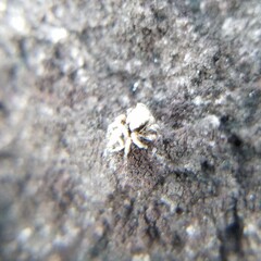 Habronattus coecatus