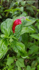 Centropogon cornutus