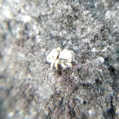 Habronattus coecatus