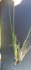 Eragrostis plana