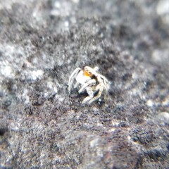 Habronattus coecatus