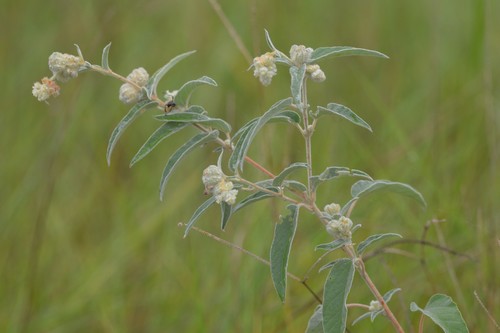 Lindheimer's Doveweed (Farmerville Meadow) · INaturalist