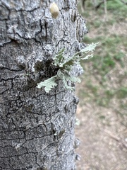 Ramalina complanata