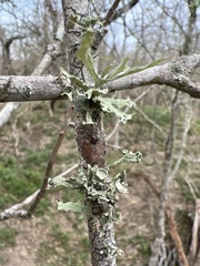 Ramalina complanata