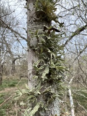Ramalina complanata