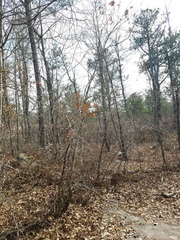 Quercus georgiana