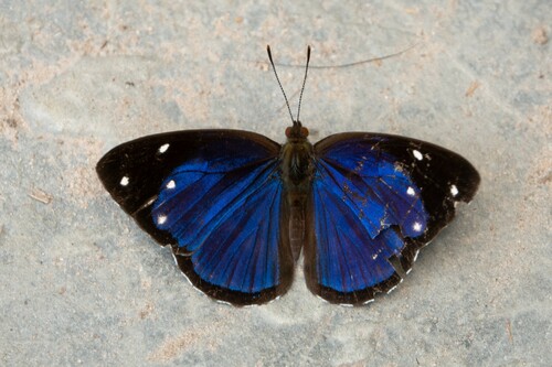 Dynamine gisella