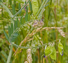 Vicia villosa villosa