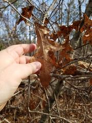 Quercus georgiana
