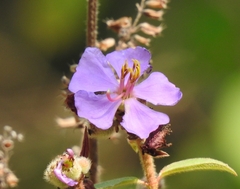 Melastoma malabathricum