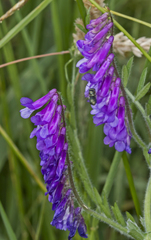 Vicia villosa villosa