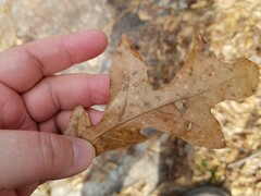Quercus georgiana