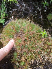 Psammotropha myriantha