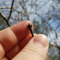 Quercus georgiana