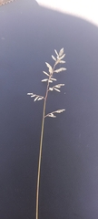 Eragrostis racemosa