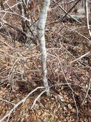 Quercus georgiana