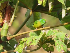 Chlorophonia cyanea