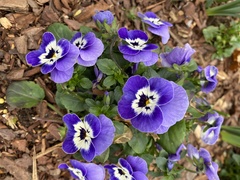 Viola sororia