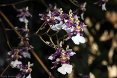 Oncidium incurvum