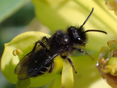 Andrena vulcana