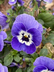 Viola sororia