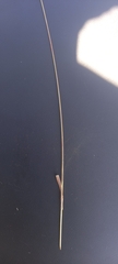 Eragrostis racemosa