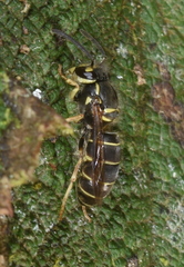 Vespula flaviceps