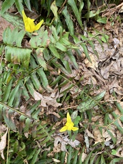 Erythronium umbilicatum