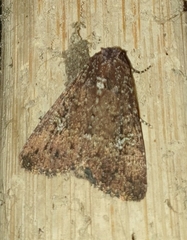 Condica illecta