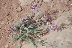 Astragalus amphioxys