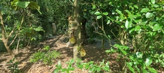 Artocarpus heterophyllus