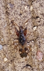 Pseudopamera nitidula