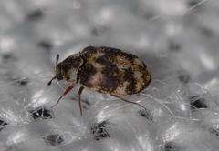 Anthrenus fuscus