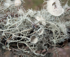 Usnea intermedia
