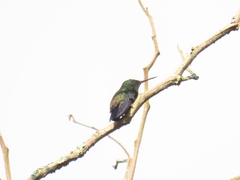 Trochilidae