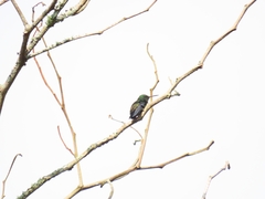 Trochilidae