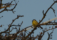 Parus major