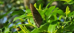 Euploea sylvester
