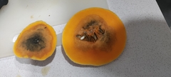 Stagonosporopsis cucurbitacearum
