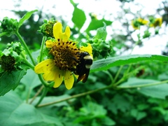 Bombus medius