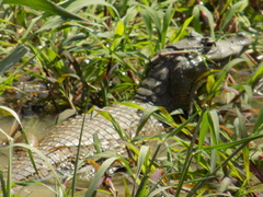 Caiman crocodilus crocodilus