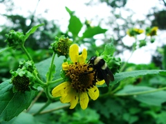 Bombus medius